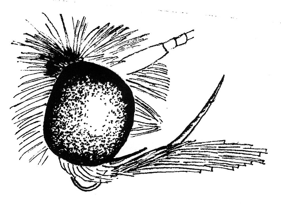 Head of Plutella xylostella (Plutellidae).
